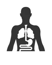 interna organs of human abdomen
