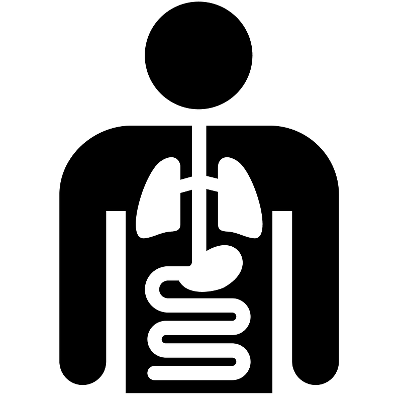 Internal organ svg photo